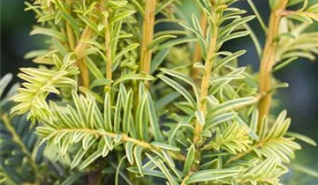 Zum Vergrößern klicken Bildvorschau