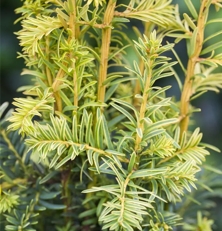 Gelbe Adlerschwingen-Eibe 'Dovastonii Aurea' Gelbe Adlerschwingen-Eibe 'Dovastonii Aurea'
