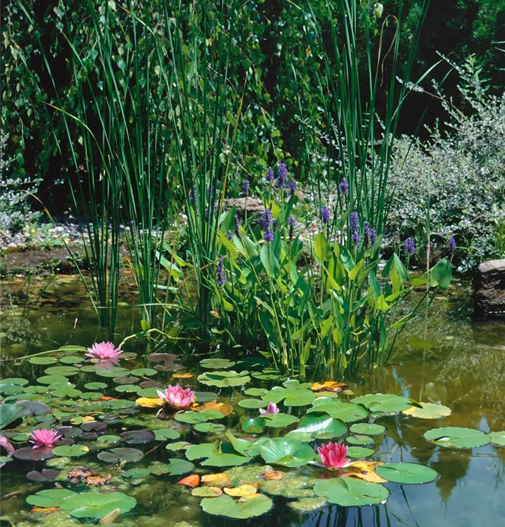 Wasserpflanzen Mischung