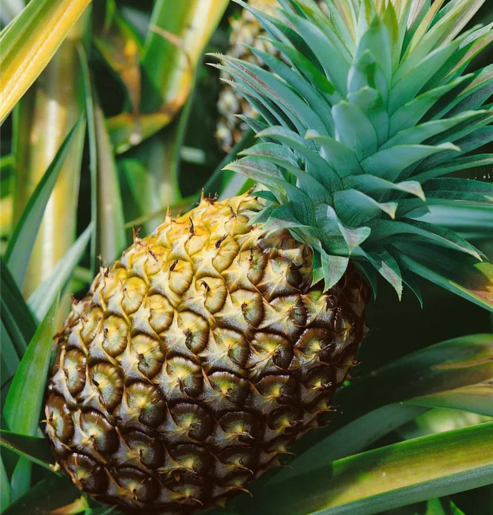 Ananas