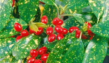 Zum Vergrößern klicken Bildvorschau