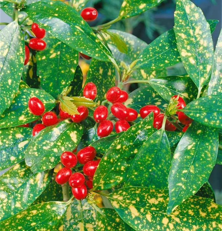 Japanische Aucube Japanische Aucube