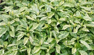 Zum Vergrößern klicken Bildvorschau