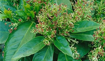 Zum Vergrößern klicken Bildvorschau