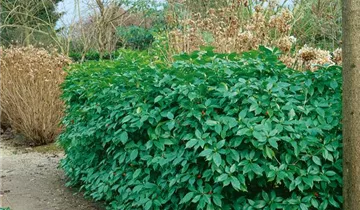 Zum Vergrößern klicken Bildvorschau