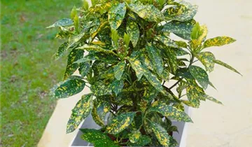 Zum Vergrößern klicken Bildvorschau