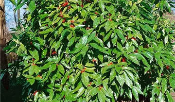 Zum Vergrößern klicken Bildvorschau