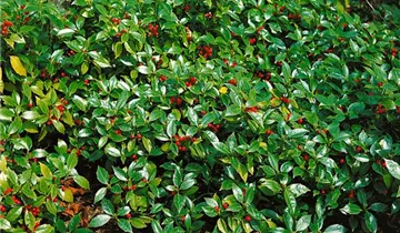 Zum Vergrößern klicken Bildvorschau