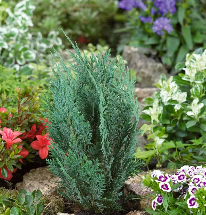 Blaue Säulenzypresse 'Columnaris'