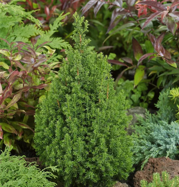 Kegelzypresse 'Top Point'