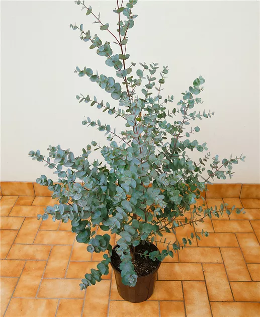 bodendekoration Ein Set (nur 4 Blumen) / Kostenloser Versand (9-18 Tage) während die sorgfältig gestalteten