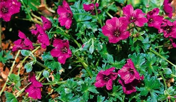 Zum Vergrößern klicken Bildvorschau