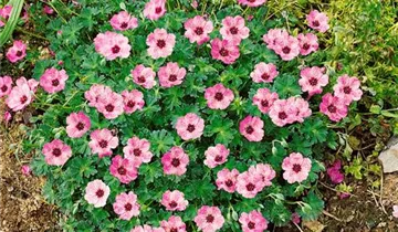 Zum Vergrößern klicken Bildvorschau