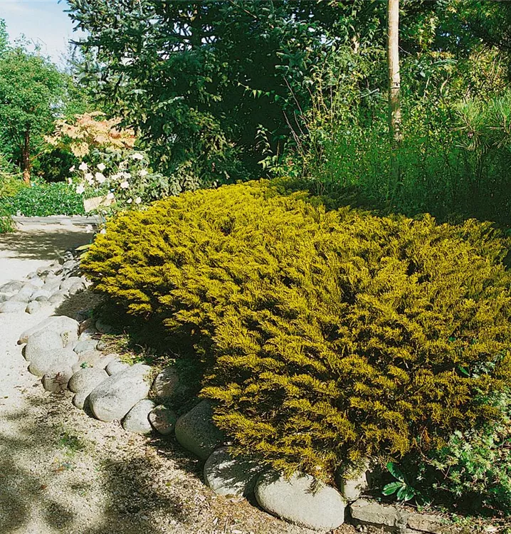 Strauchveronika