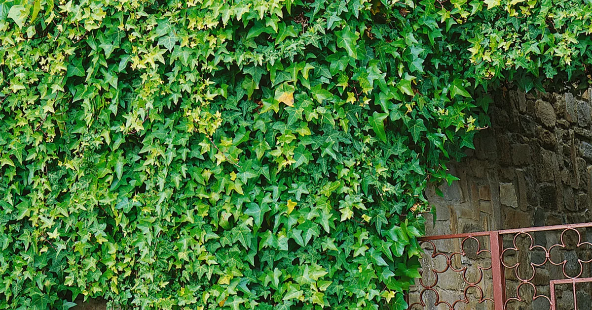 Hedera helix - BAUHAUS E-Business GmbH & Co. KG
