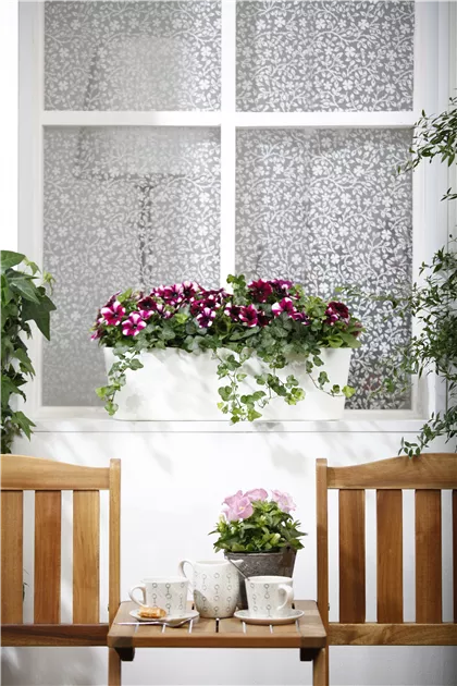 Hedera helix - BAUHAUS E-Business GmbH & Co. KG