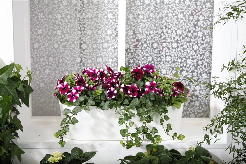 Hedera helix - BAUHAUS E-Business GmbH & Co. KG