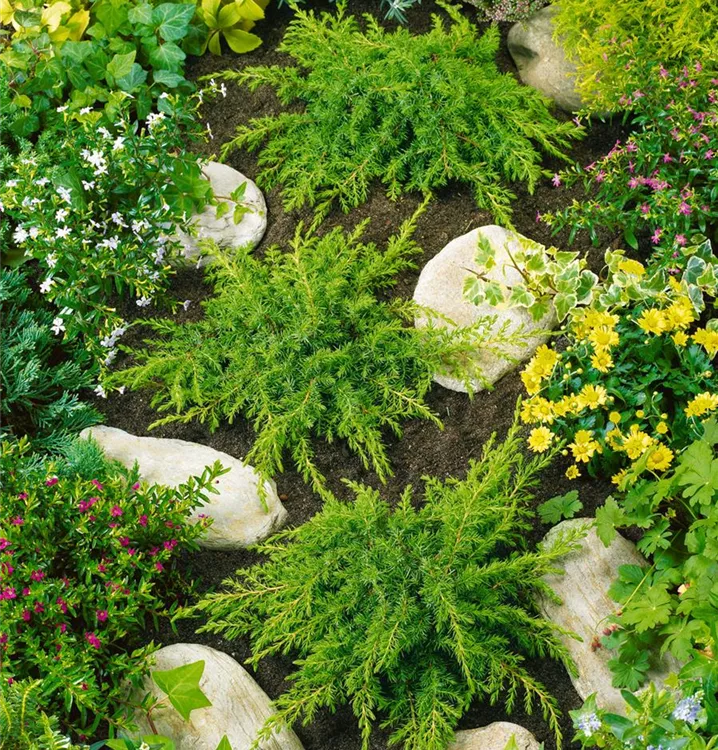 Wacholder 'Greenmantle'