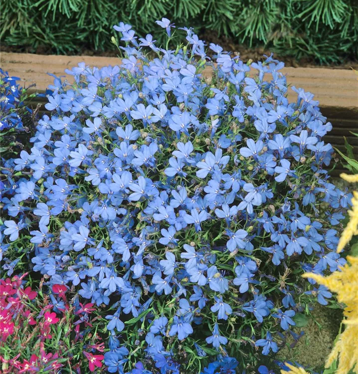 Blaue Lobelie