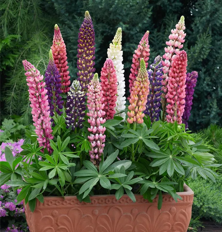 Vielblättrige Lupine