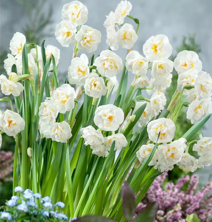 Narzisse 'Erlicheer'