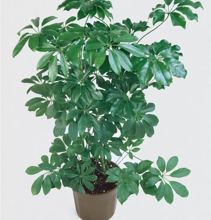 Queensland-Strahlenaralie