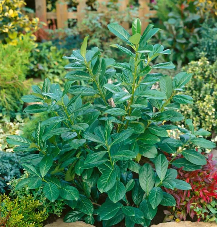 Lorbeerkirsche 'Novita'