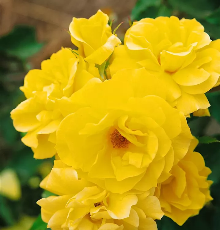 Beetrose 'Friesia'®