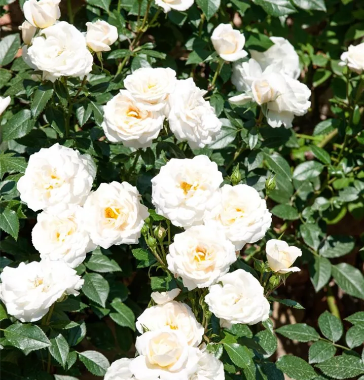 Beetrose 'Lions-Rose'®