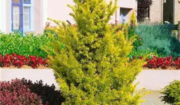 Zum Vergrößern klicken Bildvorschau