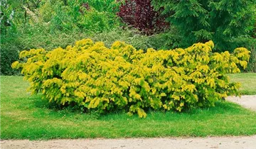 Zum Vergrößern klicken Bildvorschau