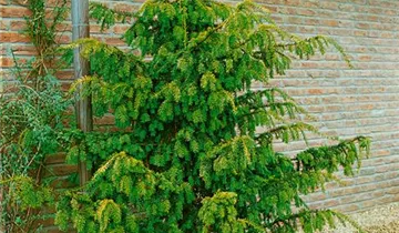 Zum Vergrößern klicken Bildvorschau