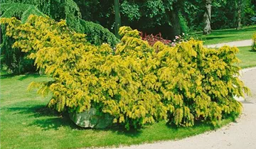 Zum Vergrößern klicken Bildvorschau