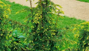 Zum Vergrößern klicken Bildvorschau