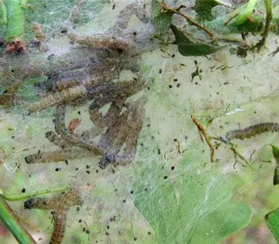 Gespinstmotte an Weißdorn