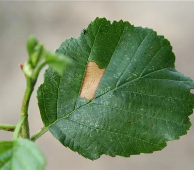 Miniermotte an Erlen