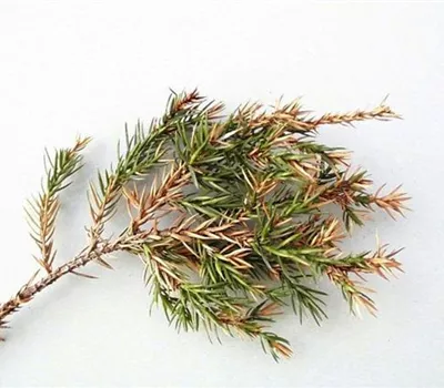 Triebsterben bei Wacholder