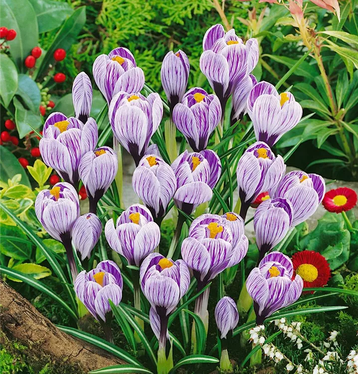 Frühlings-Krokus 'Pickwick'