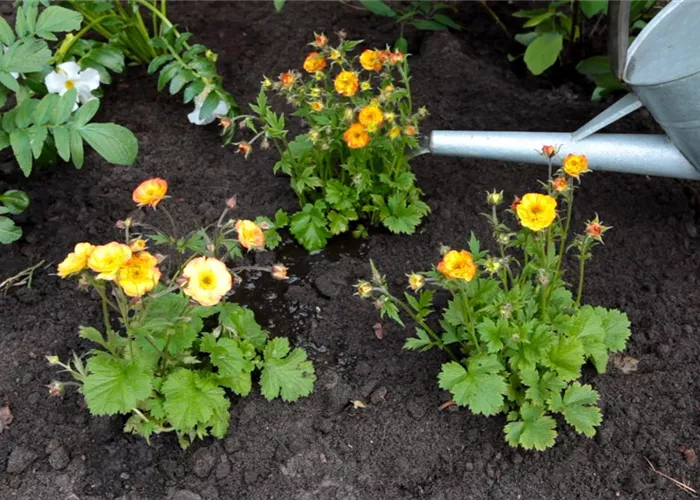 Nelkenwurz - Einpflanzen im Garten Nelkenwurz - Einpflanzen im Garten