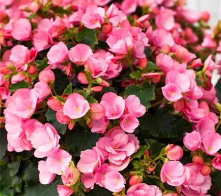 Begonien überwintern – frostempfindliche Knollen im Winter Begonien überwintern – frostempfindliche Knollen im Winter