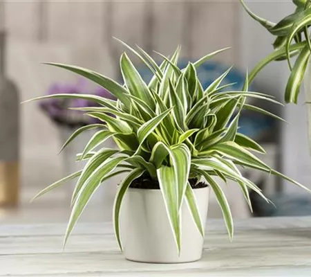 Das Genie unter den Zimmerpflanzen – die Grünlilie
