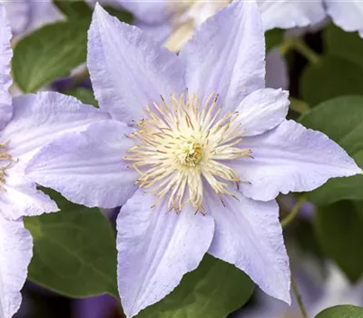 Clematis und Rosen gemeinsam pflanzen Clematis und Rosen gemeinsam pflanzen