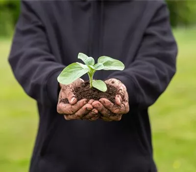 Immer eine gute Ernte: Das richtige Saatgut für das Hochbeet Immer eine gute Ernte: Das richtige Saatgut für das Hochbeet