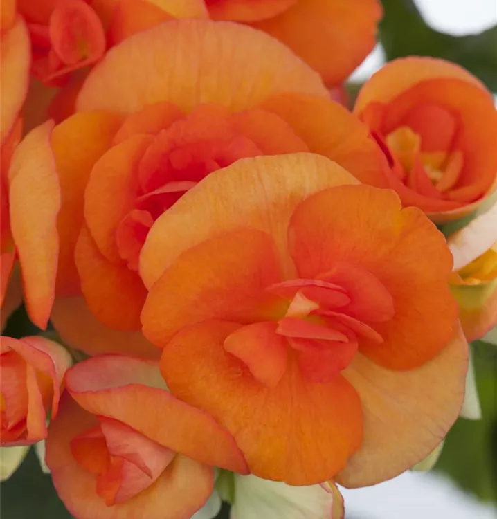 Begonia elatior, orange