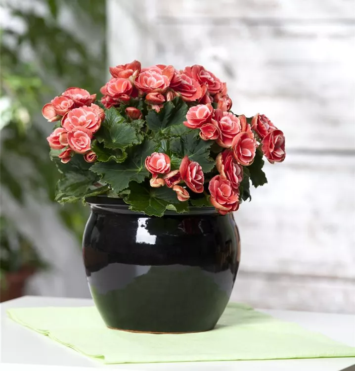 Begonia elatior, rot