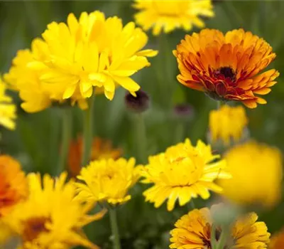 Blumen direkt aussäen Blumen direkt aussäen