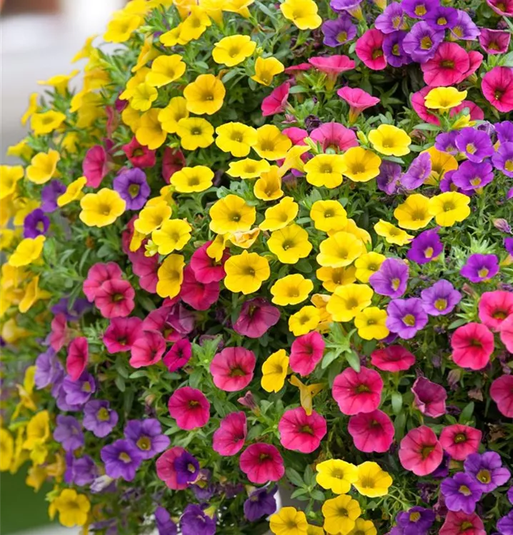 Zauberglöckchen 'Celebration® Karneval'