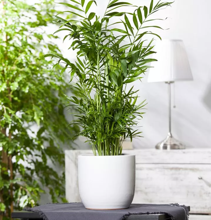 Mexikanische Bergpalme