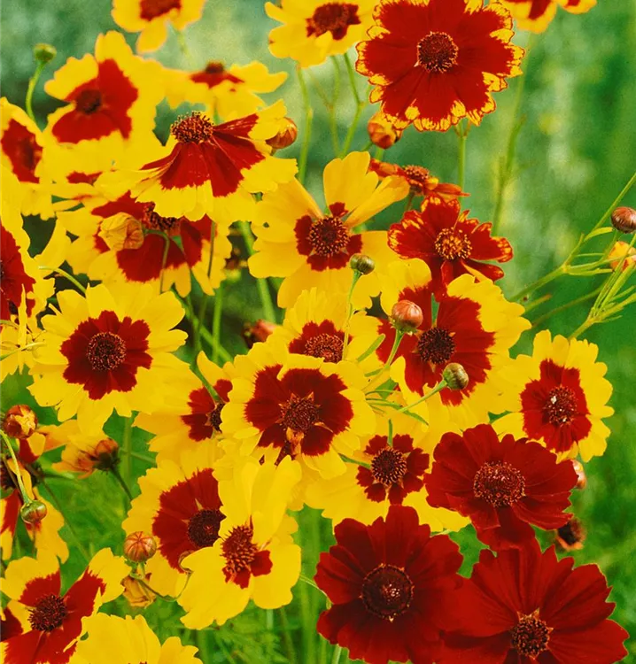 Garten-Färber-Mädchenauge