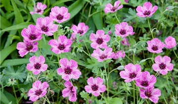 Zum Vergrößern klicken Bildvorschau